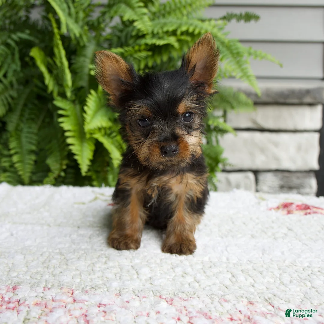 Yorkshire Terrier dogs for sale: Tiny - Ad 1