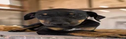 Catahoula Leopard Dog dogs for sale: Gypsie 2026 Female 2 - Ad 10