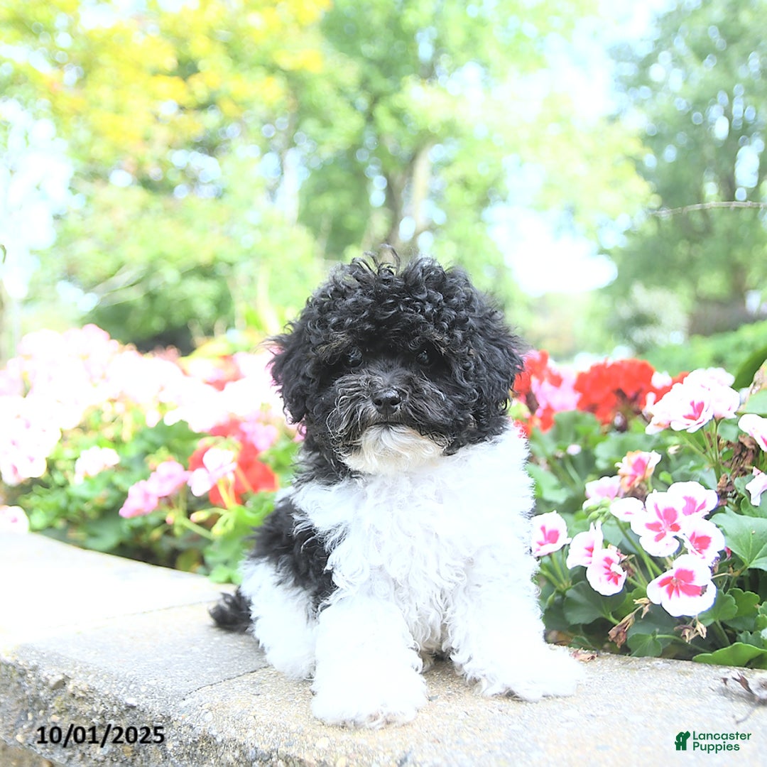 Toy Poodle dogs for sale: Kody - Ad 14