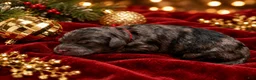 Cockapoo dogs for sale: Harlow  - Ad 1