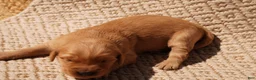 Golden Retriever dogs for sale: Daisy -AKC, Genetically Clear - Ad 61