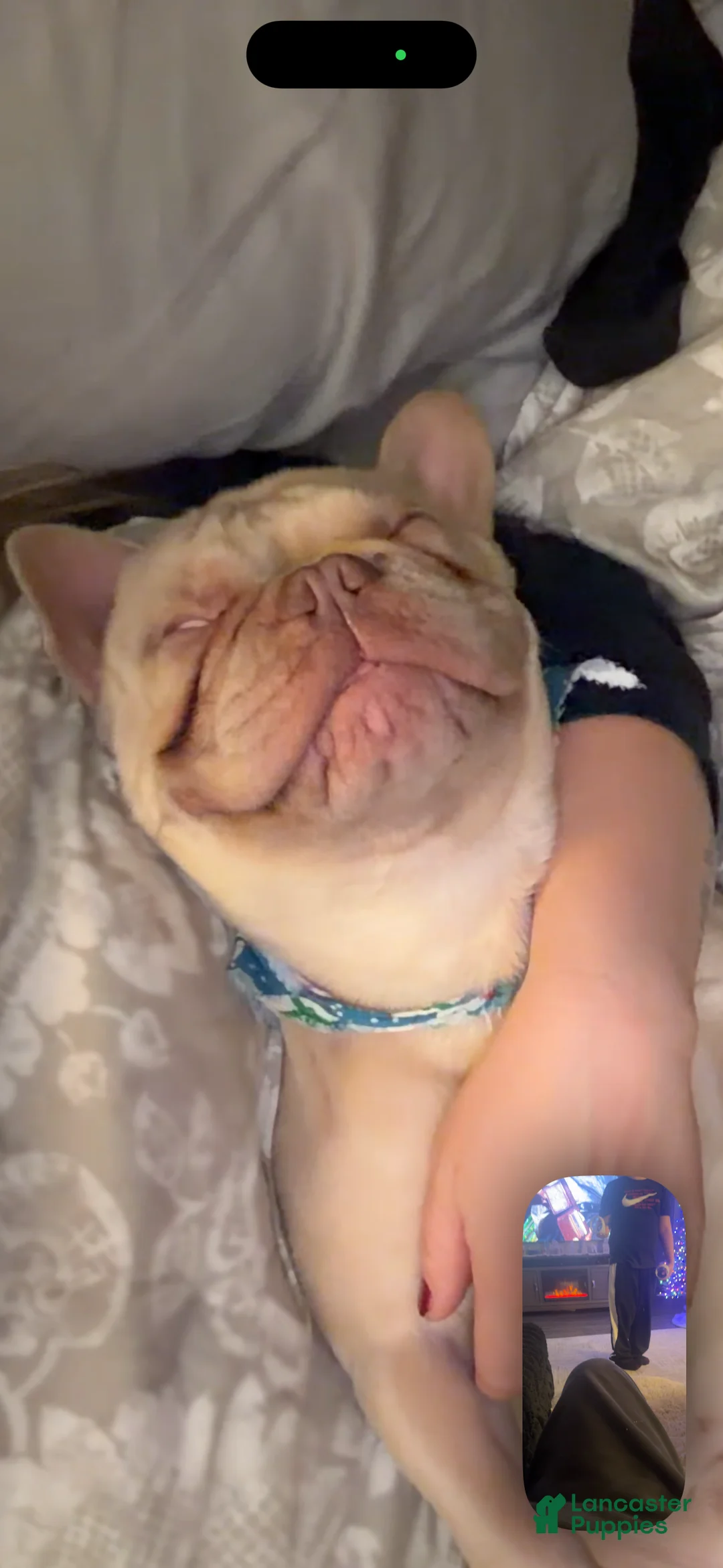 French Bulldog dogs for stud: Benny(stud) - Ad 4