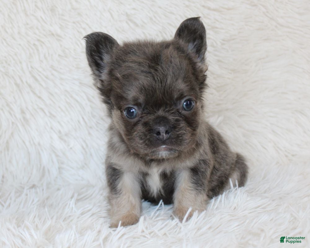 French Bulldog dogs Isaac - Ad 1