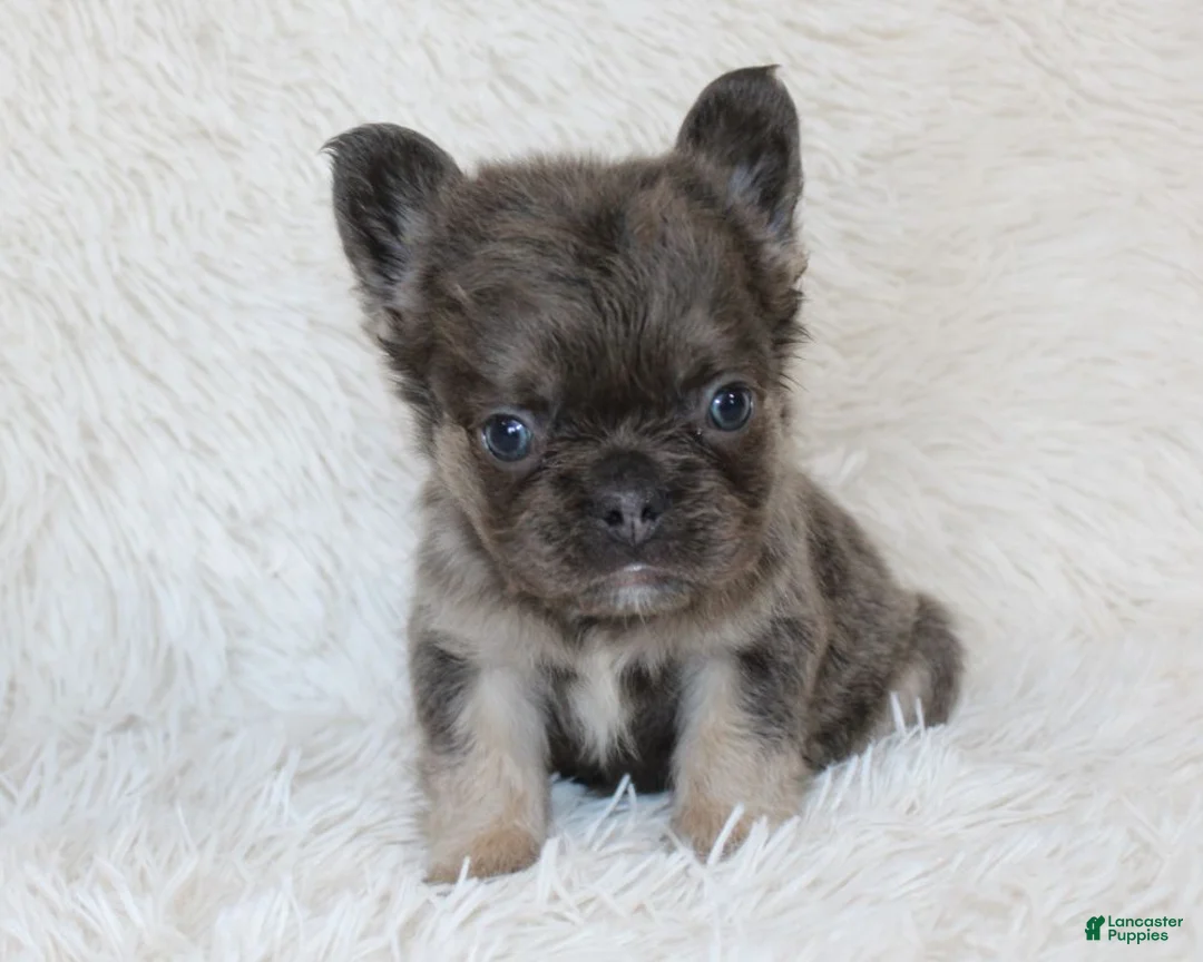French Bulldog dogs for sale: Isaac - Ad 1