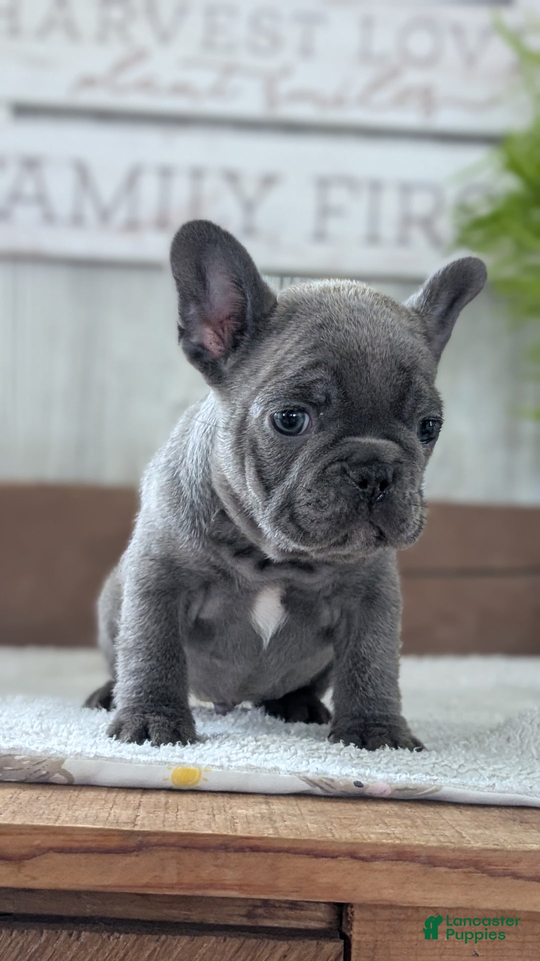 French Bulldog dogs for sale: Nash - Ad 4
