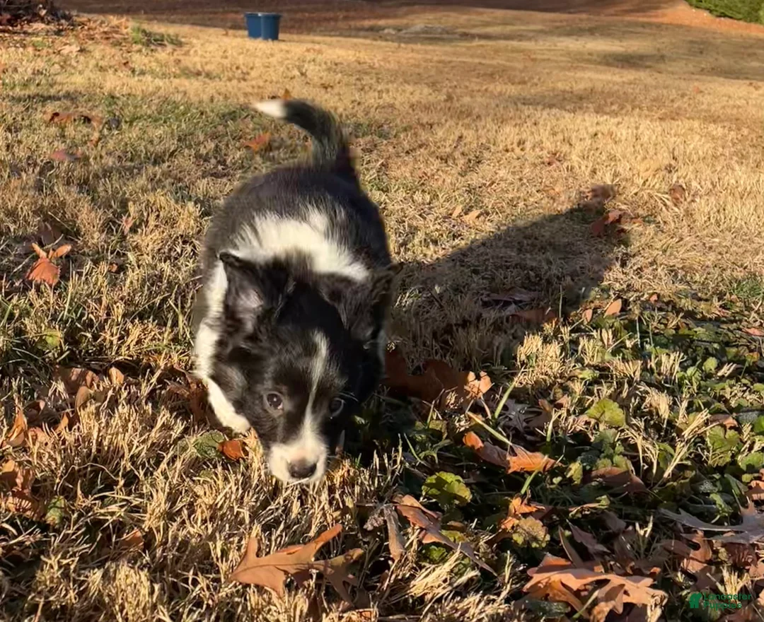 Mixed Breed dogs for sale: Zig Zig - Ad 3