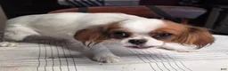 Cavalier King Charles Spaniel dogs for sale: Cavalier King Charles Spaniel 3 - Ad 2