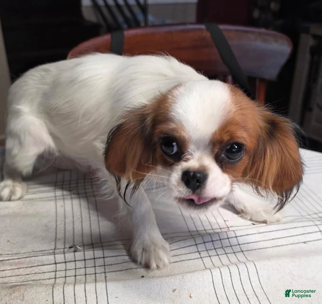 Cavalier King Charles Spaniel dogs for sale: Cavalier King Charles Spaniel 3 - Ad 2