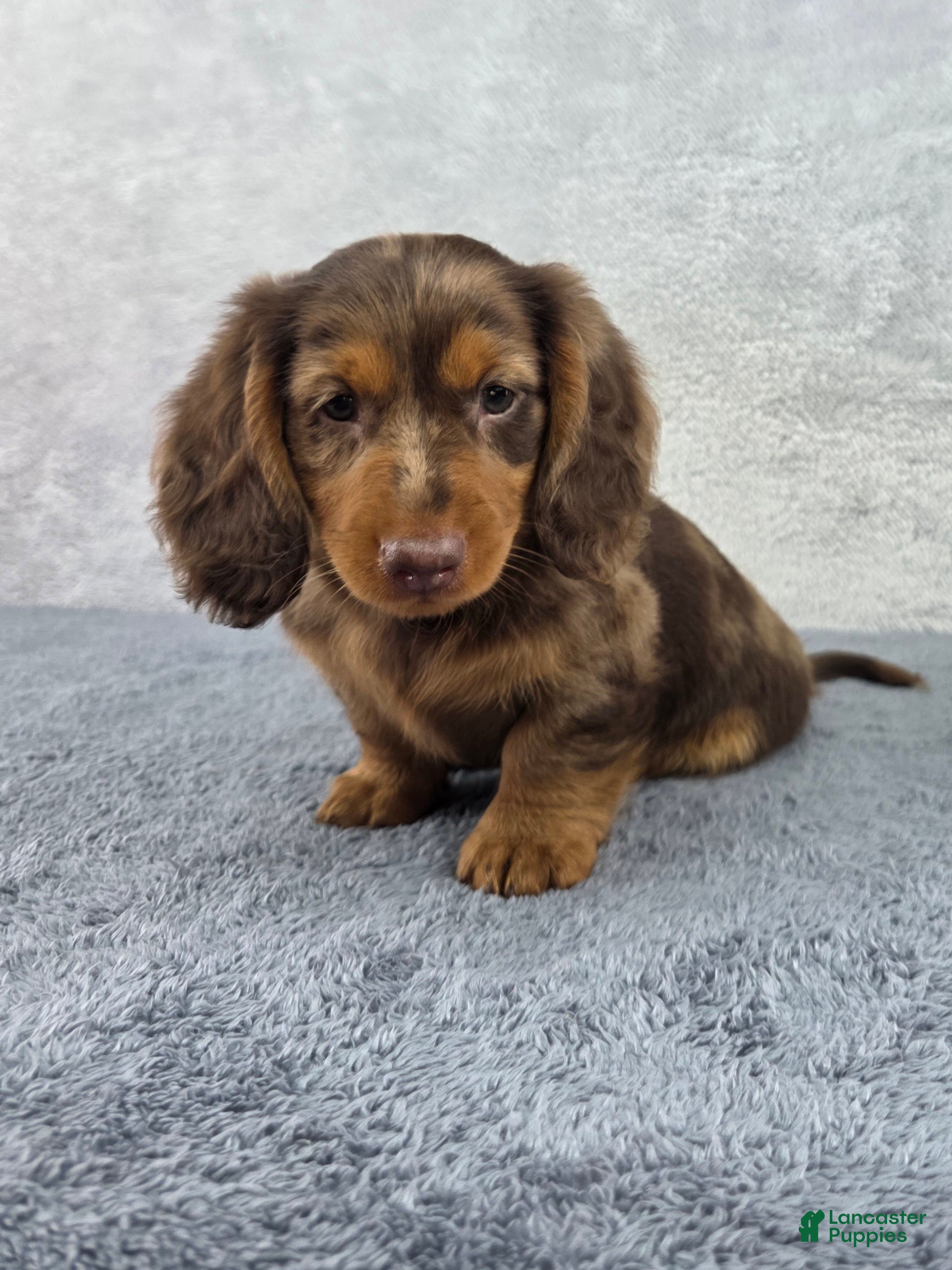 Miniature Dachshund dogs Dash - Ad 1