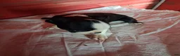 Boston Terrier dogs for sale: John - Ad 5