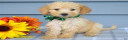 Goldendoodle dogs for sale: Oliver - Ad 2