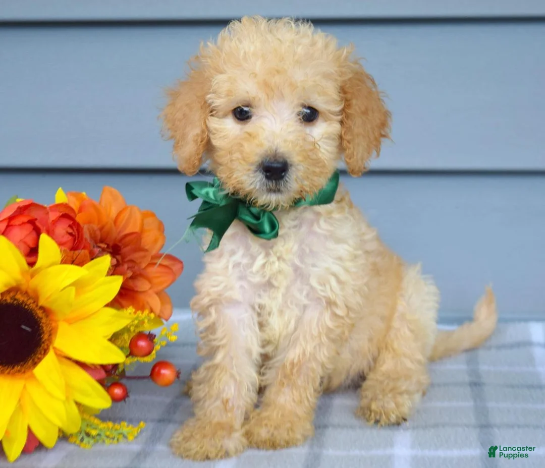 Goldendoodle dogs for sale: Oliver - Ad 2