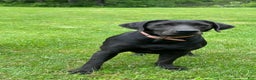 Labrador Retriever dogs for sale: Red - Ad 19