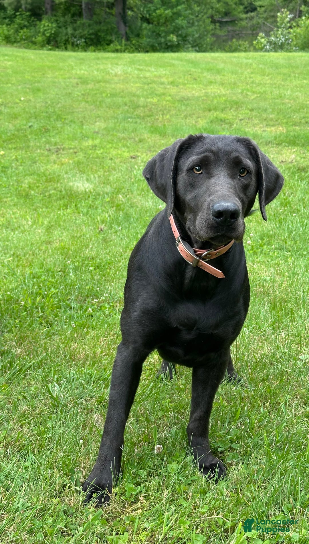 Labrador Retriever dogs for sale: Red - Ad 19