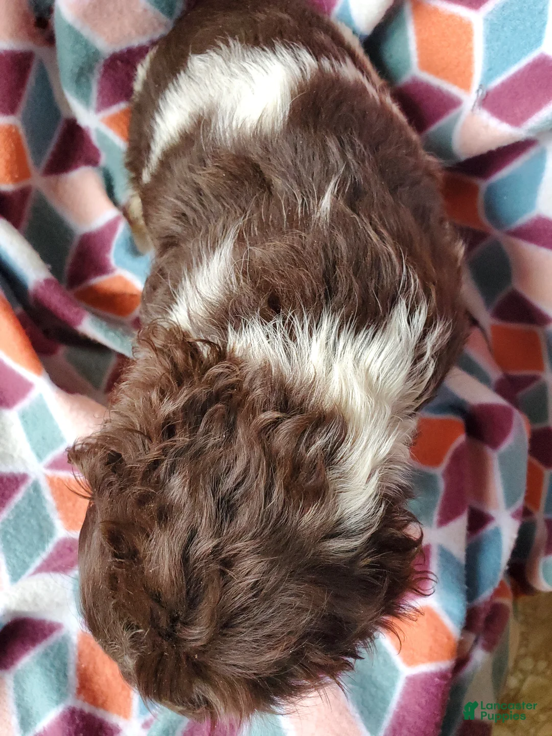 Cocker Spaniel dogs for sale: Annabell - Ad 5