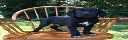 Mixed Breed dogs for sale: Bolt - Ad 3