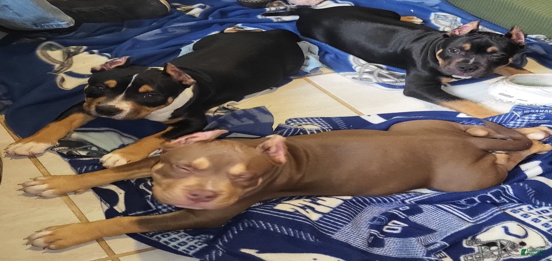 Gallery Image {{count}}