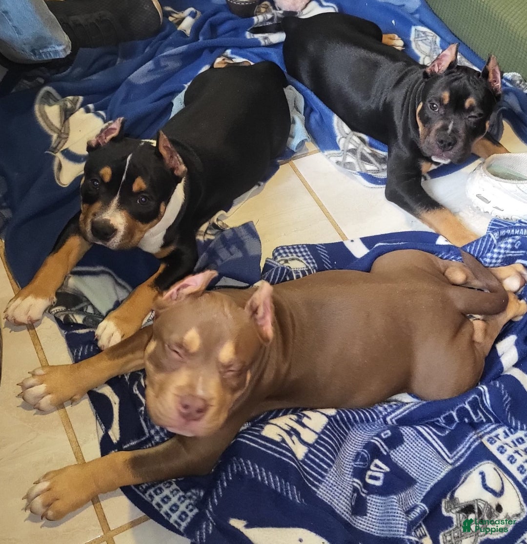 Gallery Image {{count}}