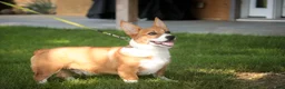 Welsh Corgi Pembroke dogs for sale: Rover Corgi Puppy  - Ad 4