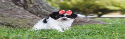Maltipoo dogs for sale: Smore - Ad 6