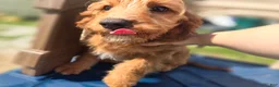 Cavapoo dogs for sale: Glacier - Ad 5