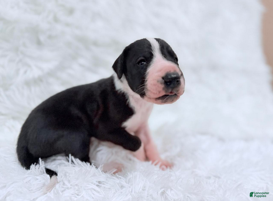 Great Dane dogs Ronald Weasley - Ad 2