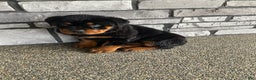 Rottweiler dogs for sale: Rottweiler Puppy 1 - Ad 5