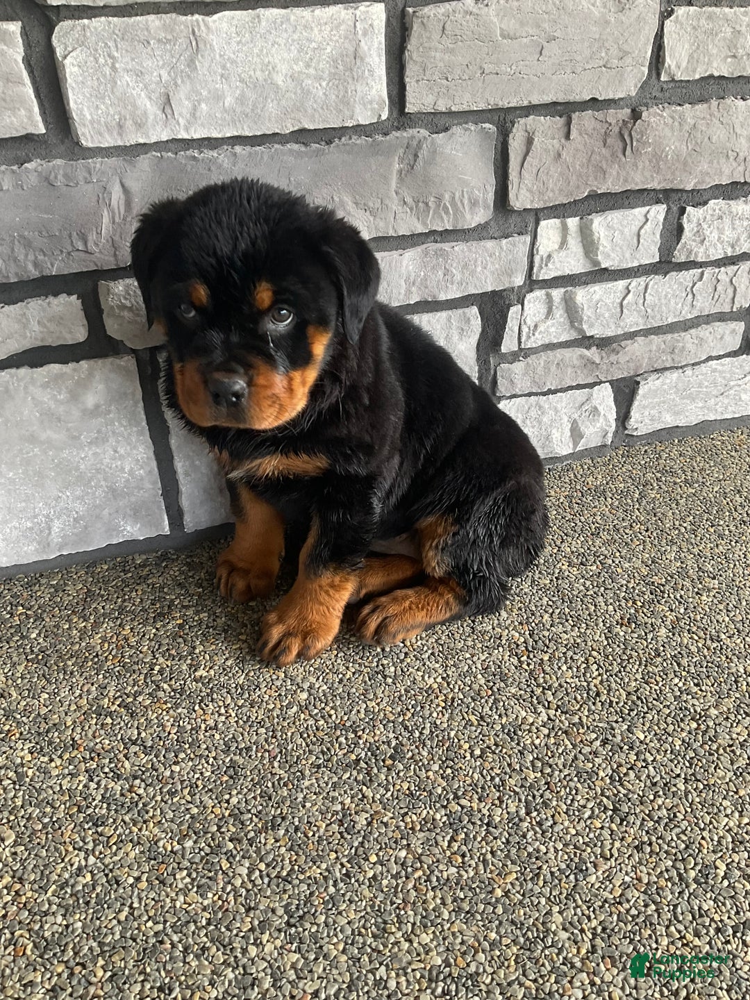 Rottweiler dogs for sale: Rottweiler Puppy 1 - Ad 5