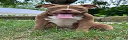 American Bully dogs for sale: Chocolate Rocket  - Ad 3