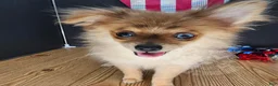 Pomeranian dogs for sale: Pepper's Long Shot - "Archer" - Ad 33