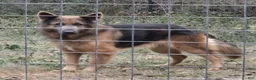 German Shepherd dogs for sale: Girl 4 - Ad 4
