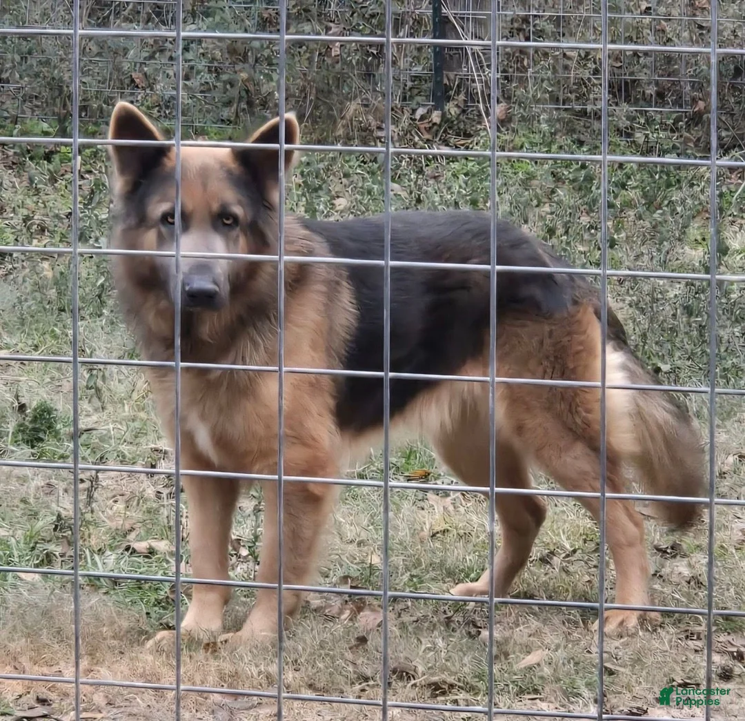 German Shepherd dogs for sale: Girl 4 - Ad 4