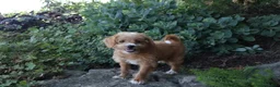 Cavapoo dogs for sale: Caramel - Ad 7