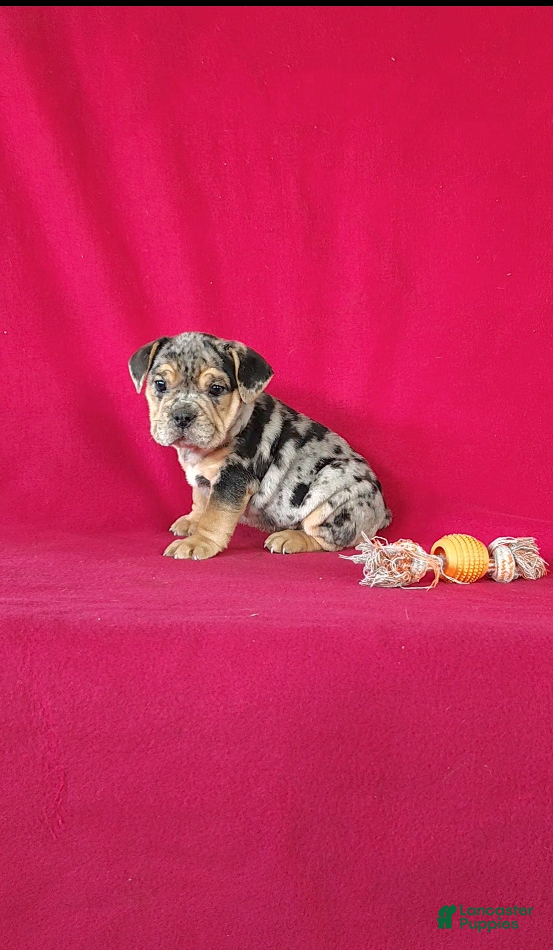 Mixed Breed dogs for sale: Brynn - Ad 1