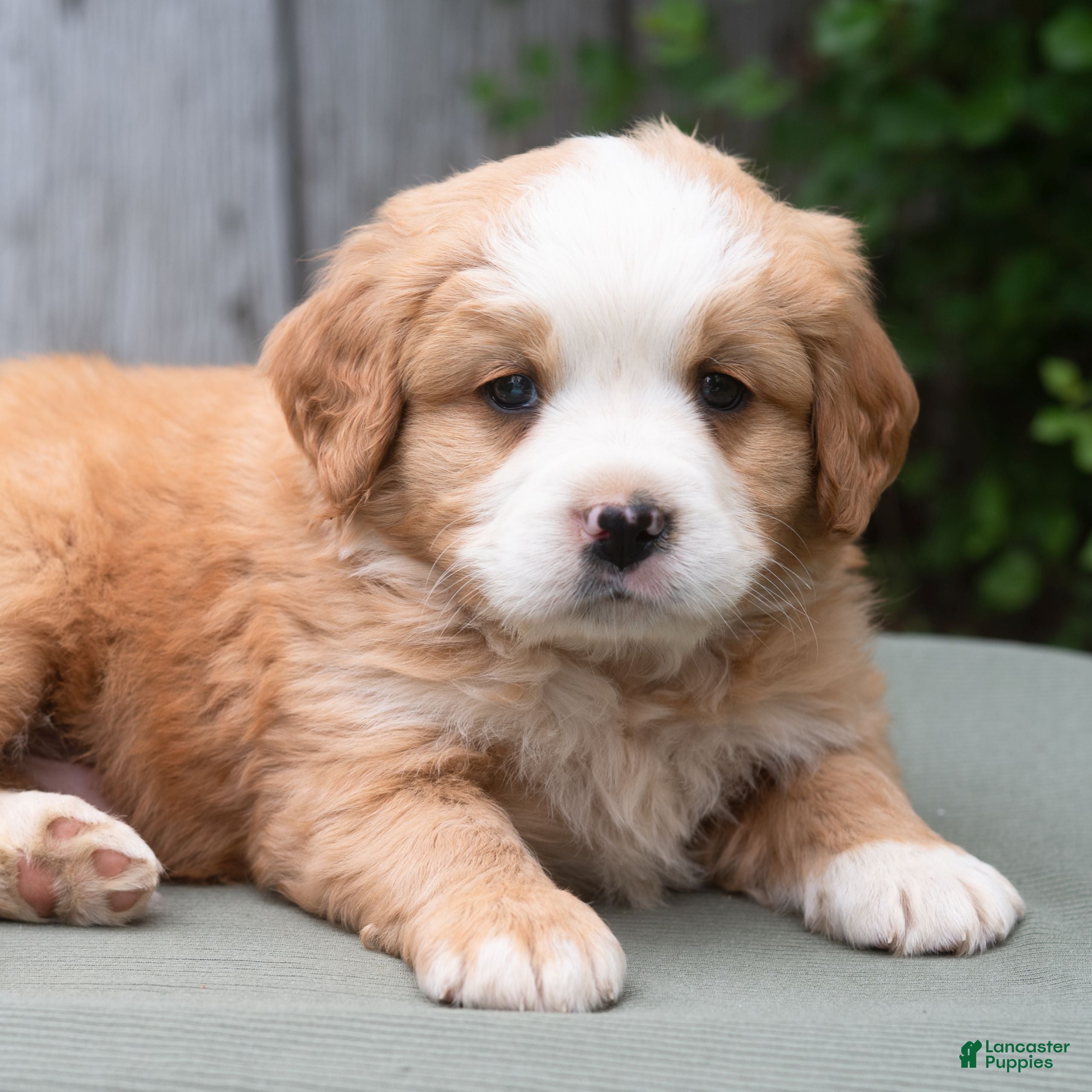 Miniature Bernese Mountain Dog dogs Kamden  - Ad 1