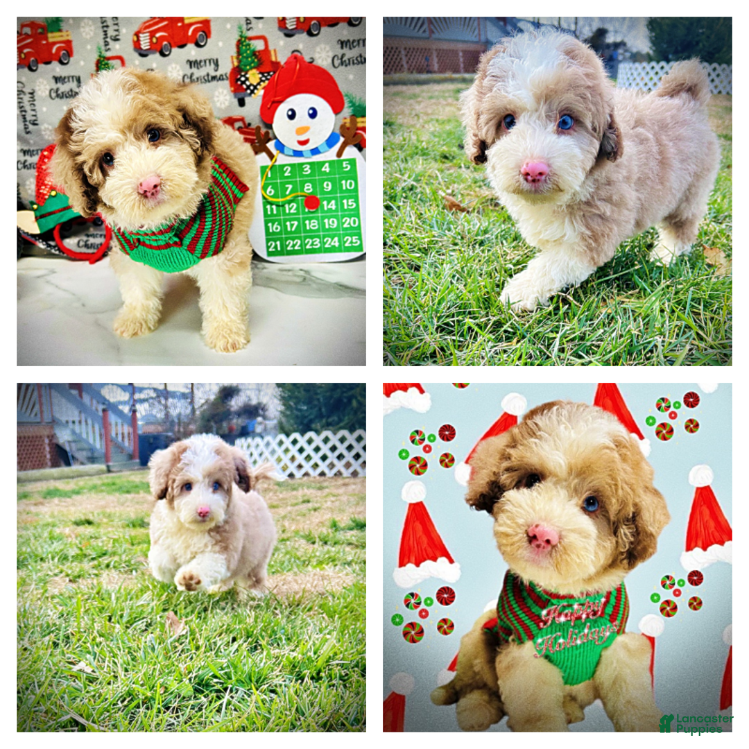 Havapoo dogs for sale: Webster - Ad 2