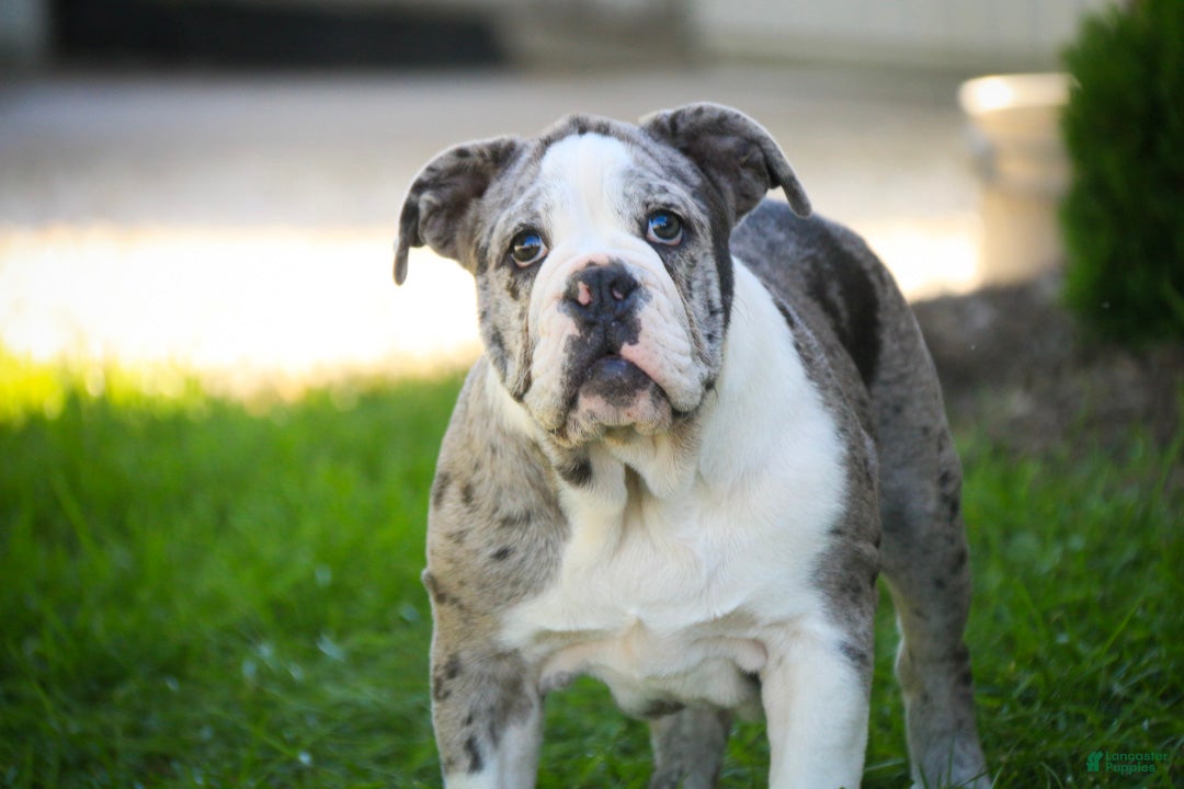 English Bulldog dogs Splendor English Bulldog crate trained - Ad 2