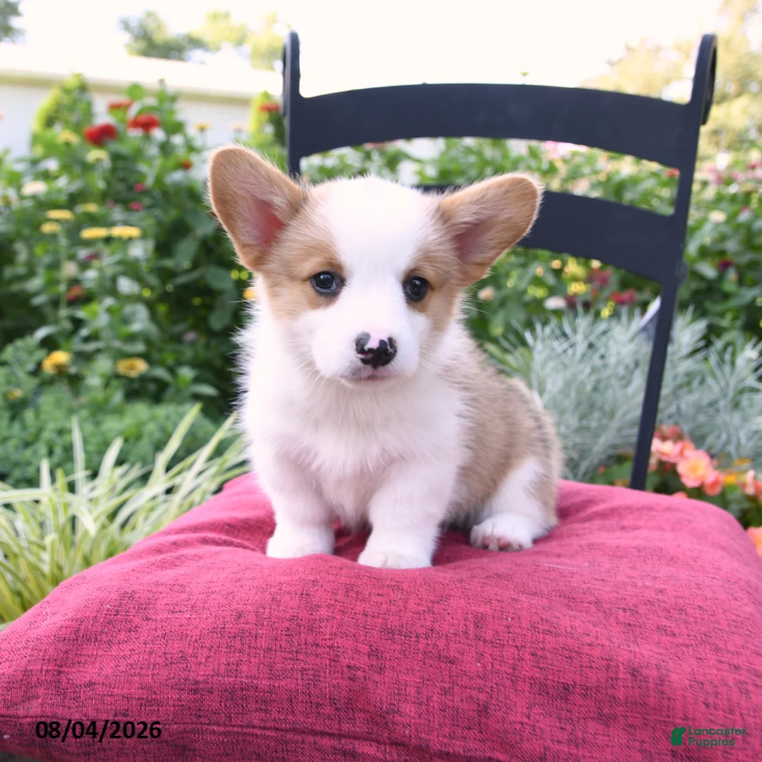 Welsh Corgi Pembroke dogs for sale: Kyle - Ad 1