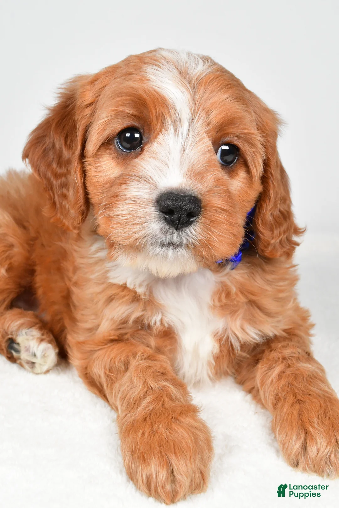 Cavapoo dogs for sale: Kelsey - Ad 2