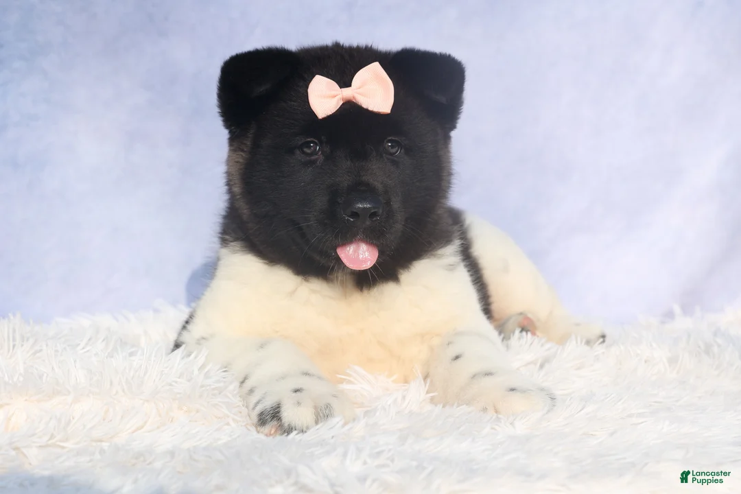 Akita dogs for sale: Olive - Ad 22