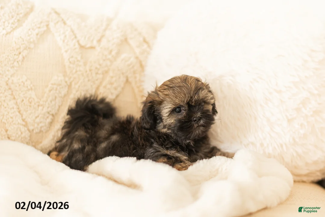 Teddy Bear dogs for sale: Rosie - Ad 4