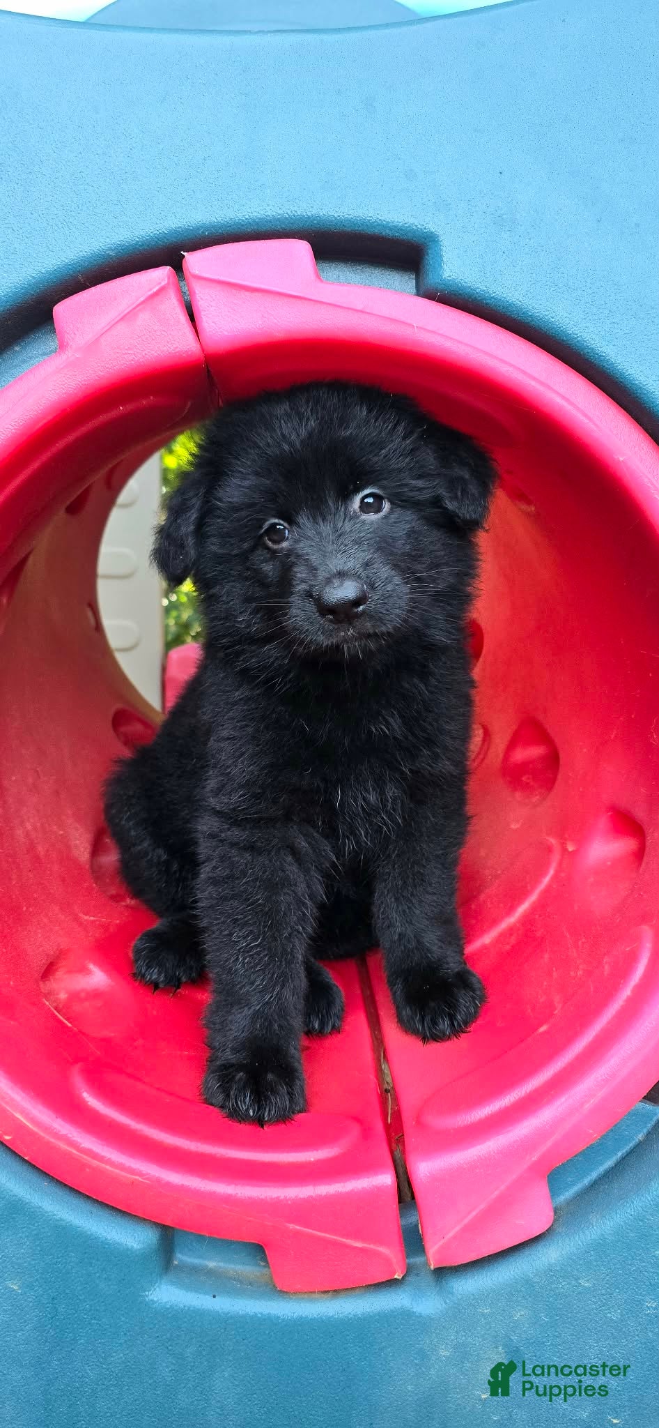 German Shepherd dogs yellow - Ad 2