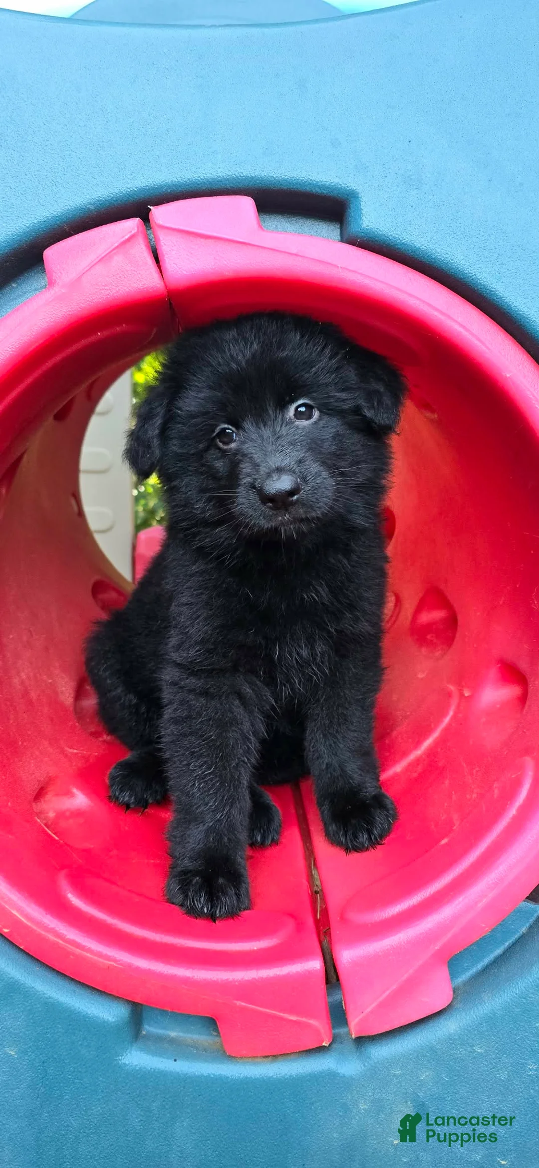 German Shepherd dogs for sale: yellow - Ad 2