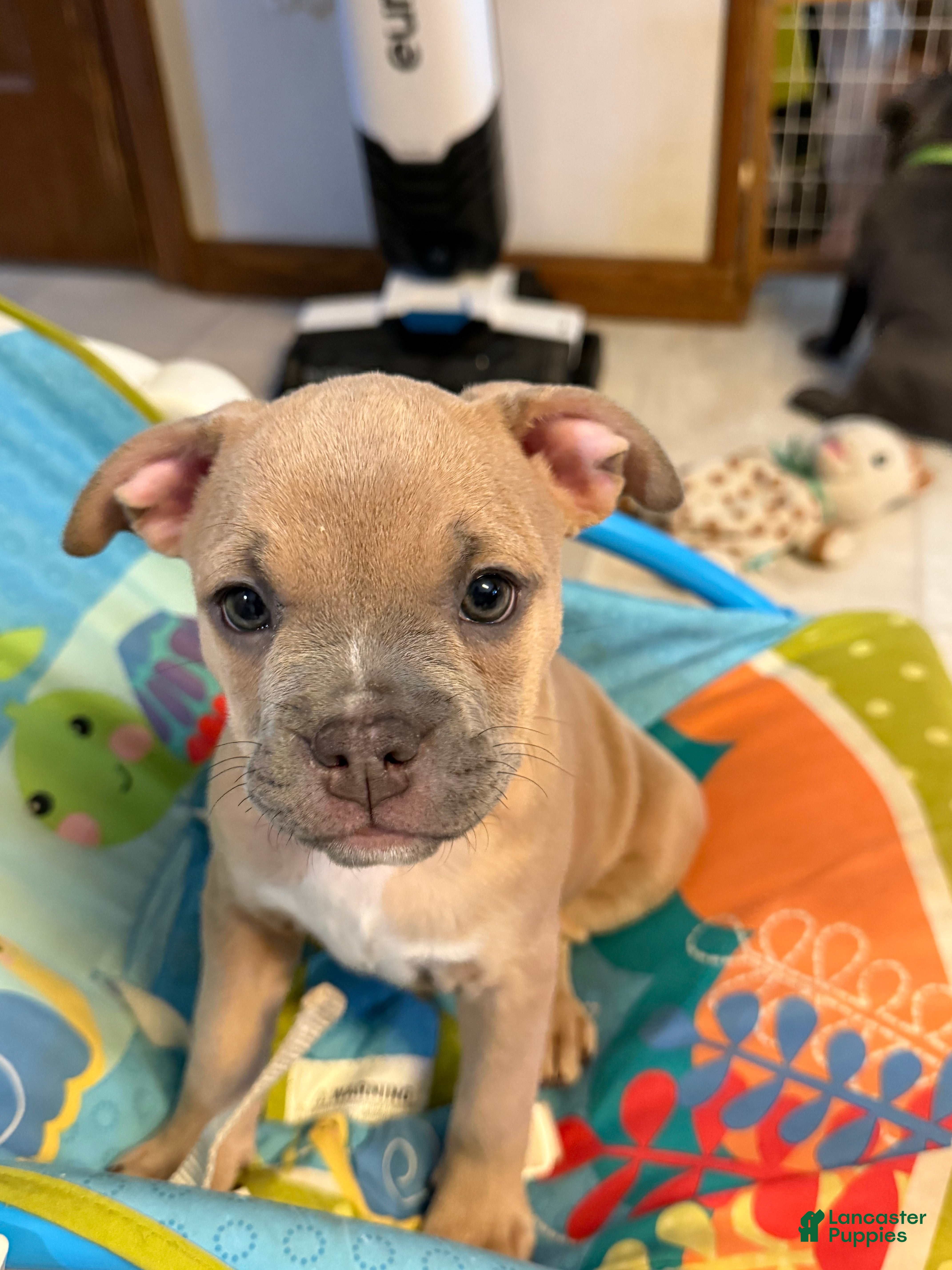 Mixed Breed dogs Cindy lou - Ad 42