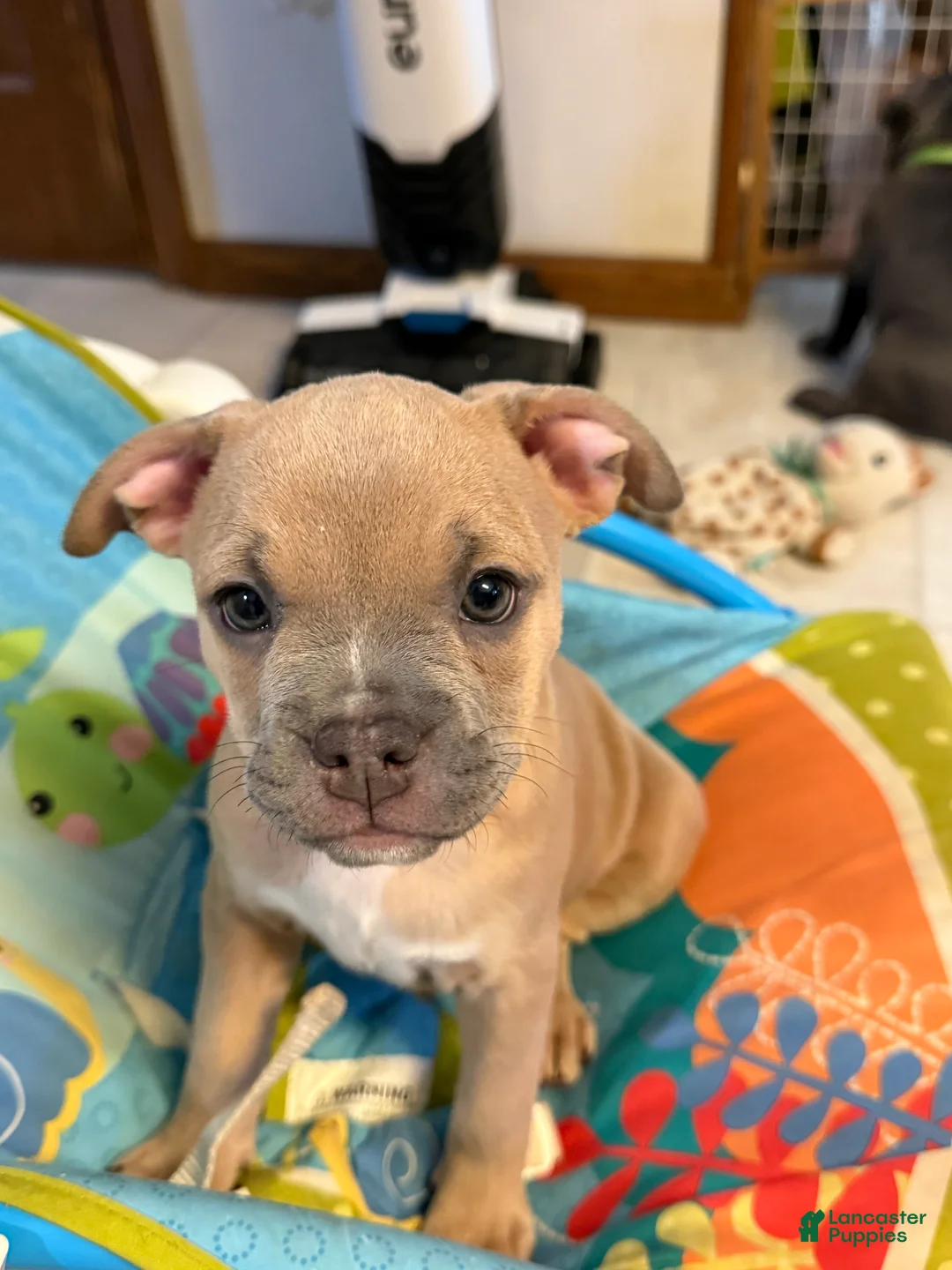 Mixed Breed dogs for sale: Cindy lou - Ad 1