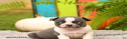 Boston Terrier dogs for sale: Kylie - Ad 15