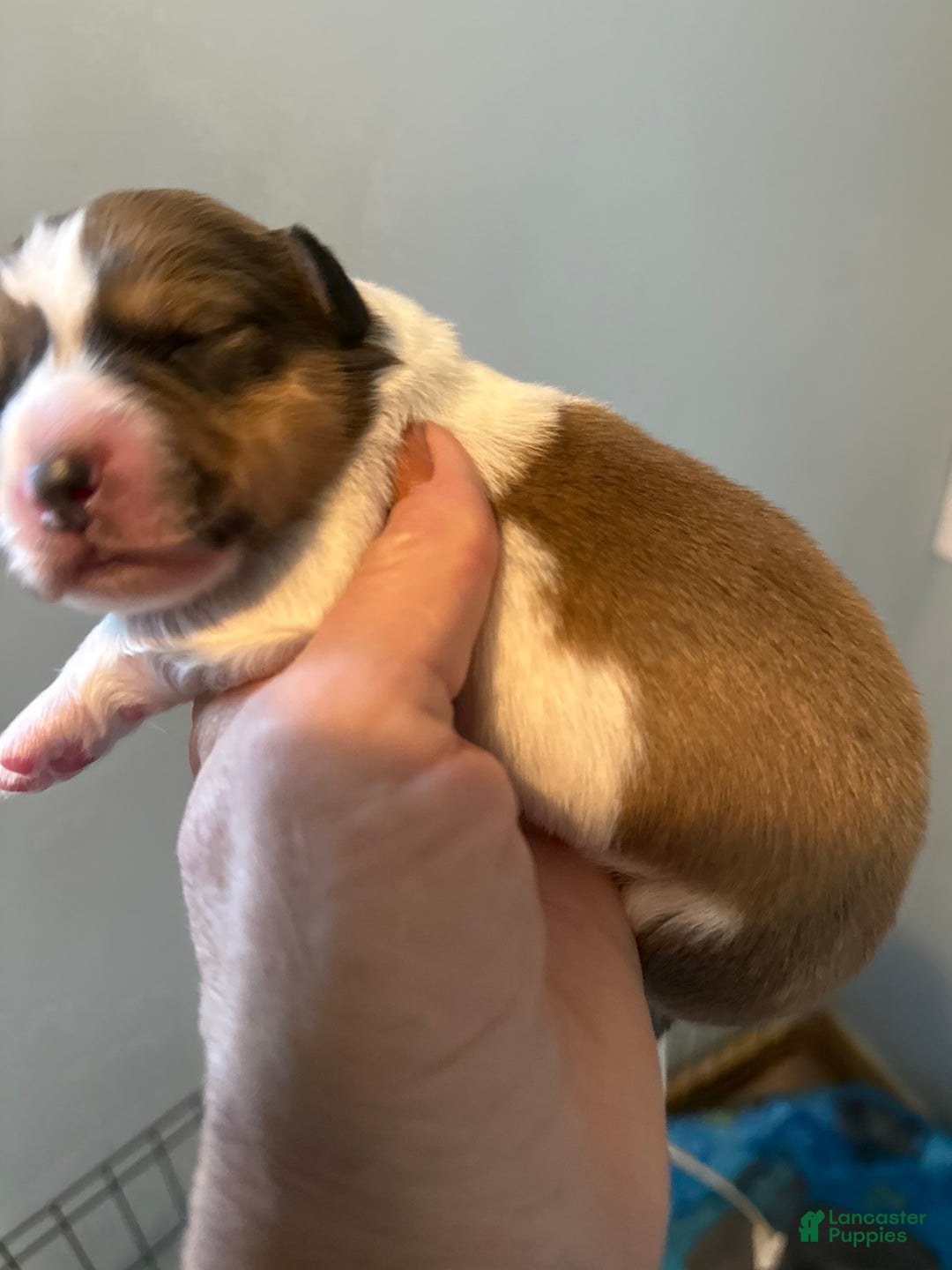 Welsh Corgi Pembroke dogs for sale: Welsh Corgi Pembroke Puppy 1 - Ad 6