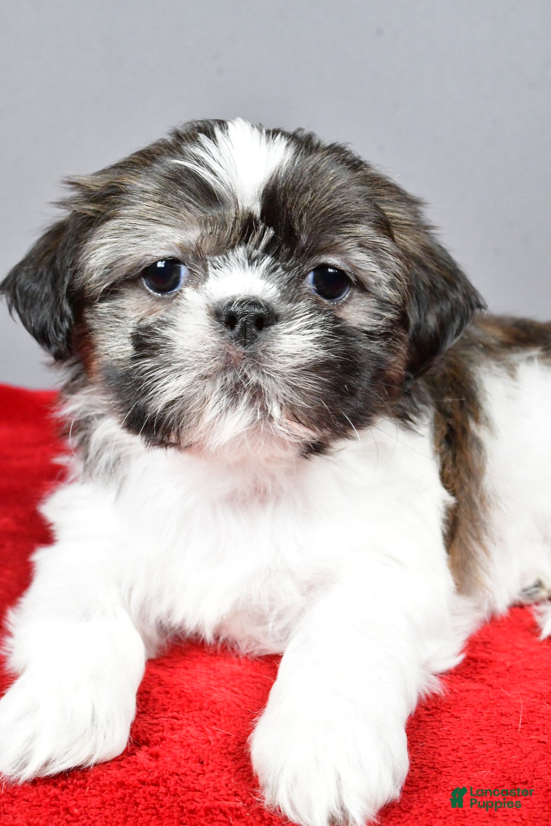Shih Tzu dogs for sale: Holly - Ad 6