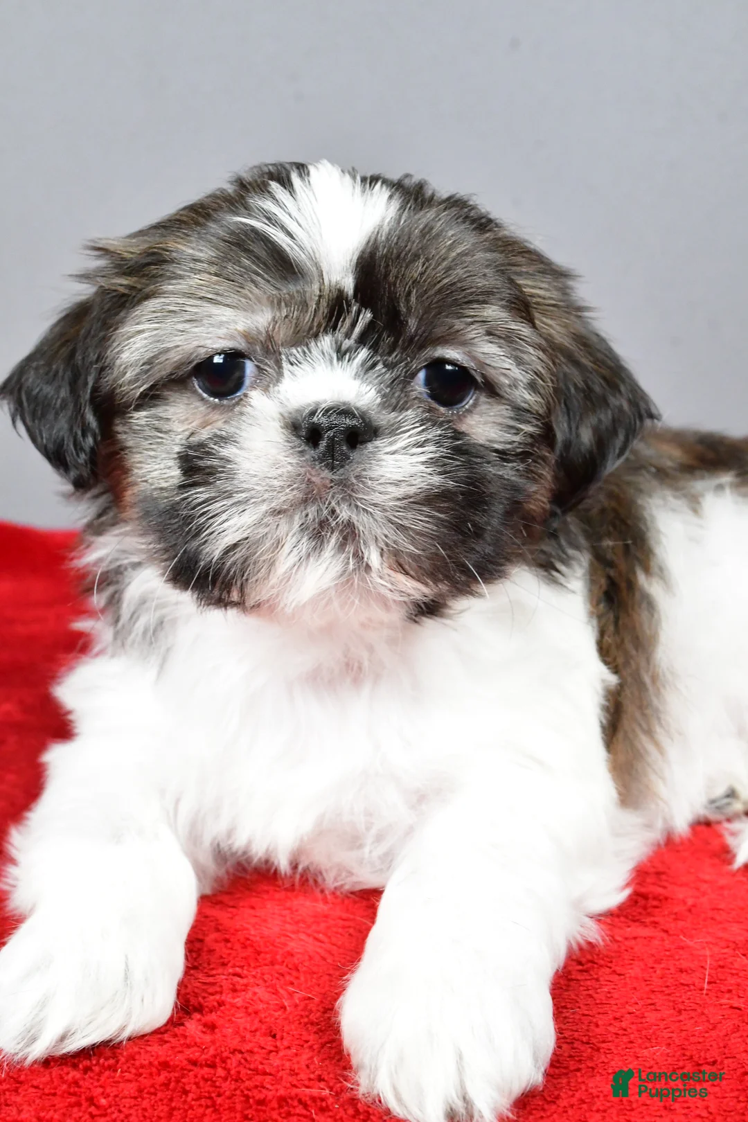 Shih Tzu dogs for sale: Holly - Ad 6