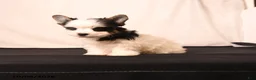 Biewer Terrier dogs for sale: Millie - Ad 4